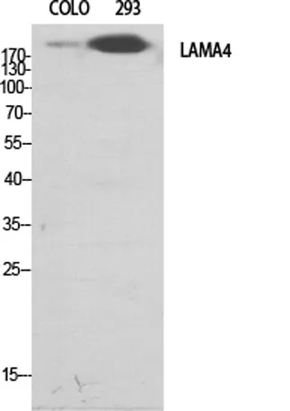 Laminin α-4 rabbit pAb - image 1