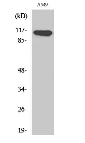 Liprin β1 rabbit pAb - image 1
