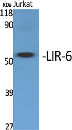 LIR-6 rabbit pAb - image 1