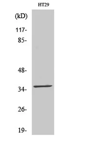 LTB4DH rabbit pAb - image 1