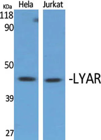 LYAR rabbit pAb