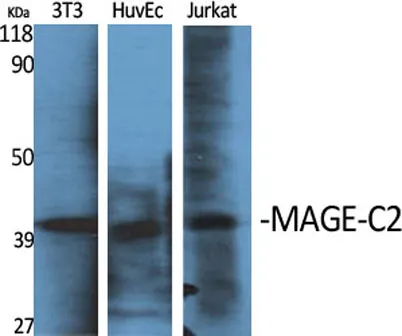 MAGE-C2 rabbit pAb - image 1