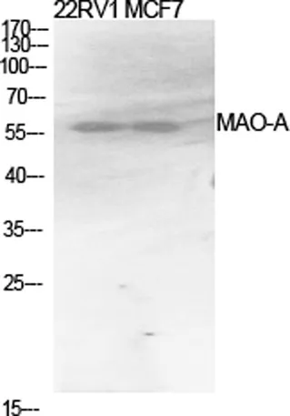 MAO-A rabbit pAb - image 1