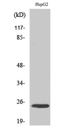 MaxiKβ rabbit pAb - image 1