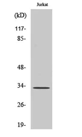 MBD3 rabbit pAb - image 1