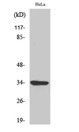 MC2-R rabbit pAb - image 1