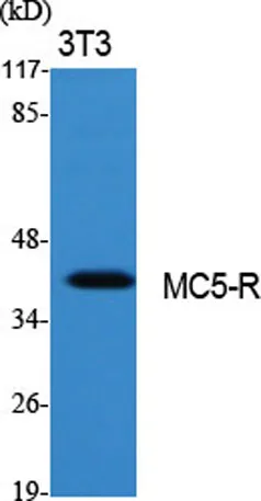 MC5-R rabbit pAb - image 1