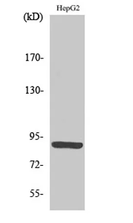 M-cadherin rabbit pAb - image 1