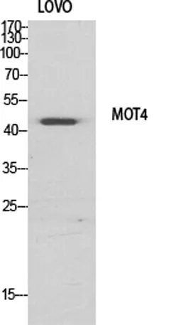 MCT4 rabbit pAb - image 1