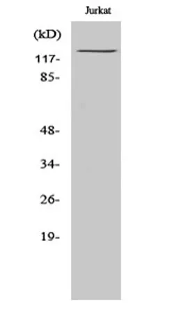 MDA5 rabbit pAb - image 1