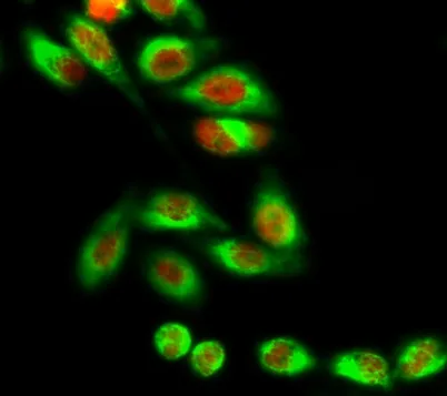 MDM2 rabbit pAb - image 1