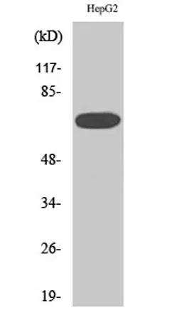 MEK Kinase-3 rabbit pAb - image 1