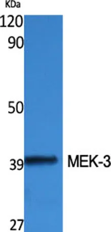 MEK-3 rabbit pAb - image 1