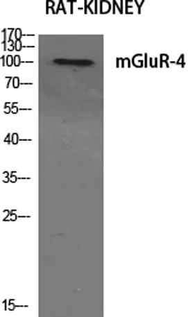 mGluR-4 rabbit pAb - image 1