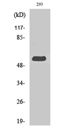 MIPP rabbit pAb - image 1