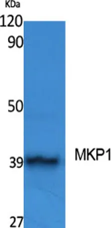 MKP-1 rabbit pAb - image 1