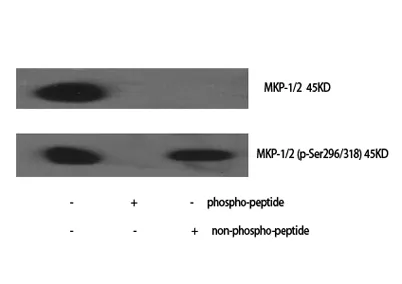 MKP-1/2 rabbit pAb - image 1