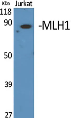 MLH1 rabbit pAb - image 1