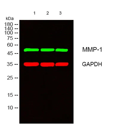 MMP-1 rabbit pAb - image 1