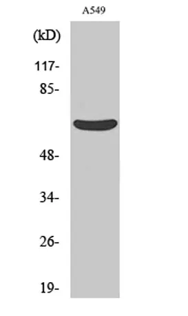 MMP-11 rabbit pAb - image 1