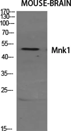 Mnk1 rabbit pAb - image 1