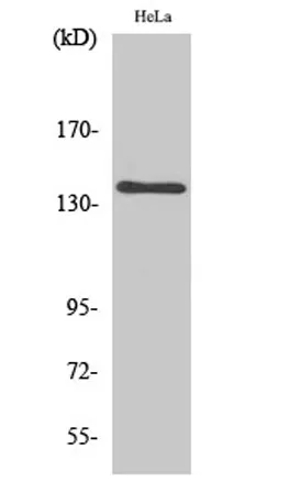 MOV10L1 rabbit pAb