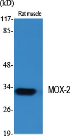 MOX-2 rabbit pAb - image 1