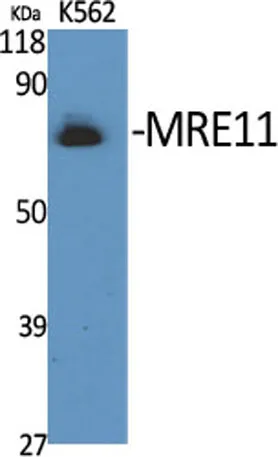 MRE11 rabbit pAb - image 1