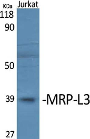 MRP-L3 rabbit pAb - image 1