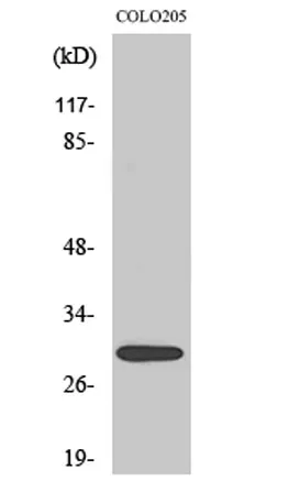 MRP-L9 rabbit pAb