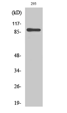 MSK1 rabbit pAb - image 1