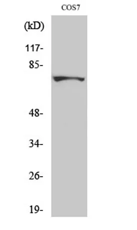 MTHFR rabbit pAb - image 1