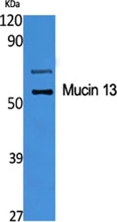 Mucin 13 rabbit pAb - image 1