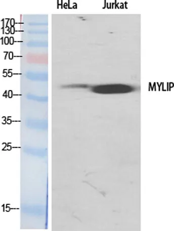 MYLIP rabbit pAb