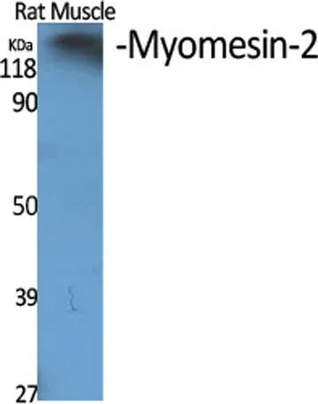 Myomesin-2 rabbit pAb - image 1