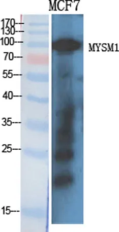 MYSM1 rabbit pAb - image 1