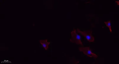 N/H/K-Ras rabbit pAb - image 1