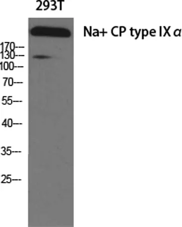 Na+ CP type IXα rabbit pAb - image 1