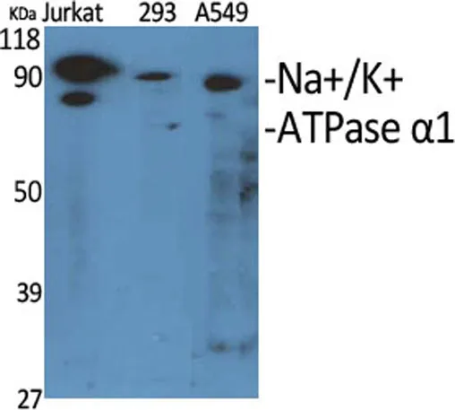 Na+/K+-ATPase α1 rabbit pAb - image 1
