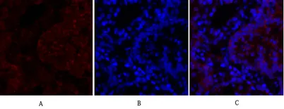 N-cadherin rabbit pAb - image 1