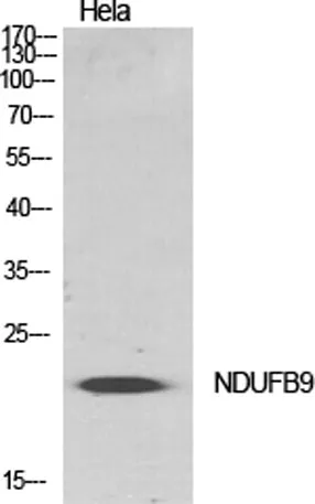 NDUFB9 rabbit pAb - image 1