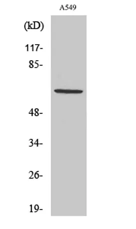 Nectin 3 rabbit pAb - image 1