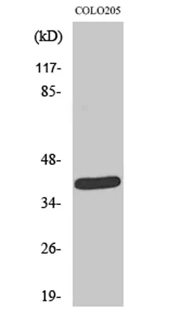 NEGR1 rabbit pAb - image 1
