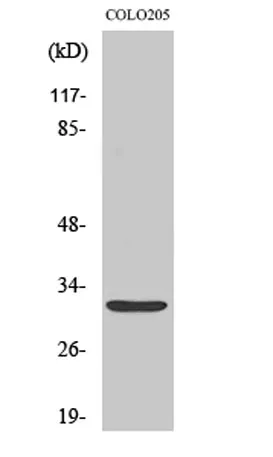 Neurexophilin-4 rabbit pAb - image 1