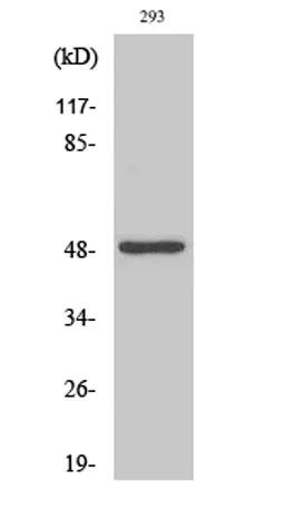 Neuro D2 rabbit pAb - image 1