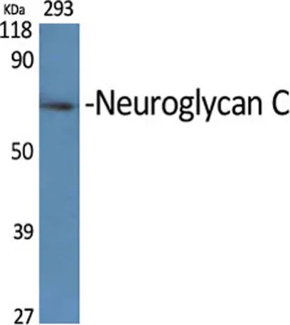 Neuroglycan C rabbit pAb - image 1