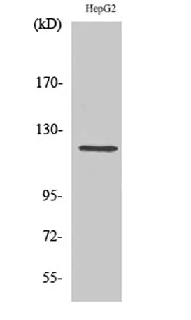 Neuropilin-1 rabbit pAb - image 1