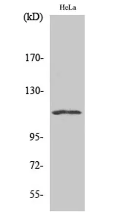 NFATc3 rabbit pAb - image 1