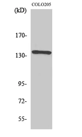 NFATc4 rabbit pAb - image 1
