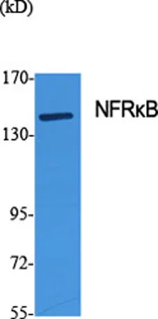 NFRκB rabbit pAb